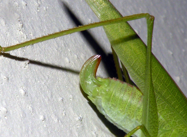 Phaneroptera nana, probabilmente